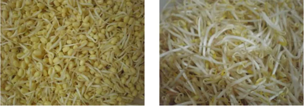 Gambar 7  Kecambah kacang hijau umur 1 hari (kiri) dan 3 hari (kanan) yang  digunakan dalam formulasi