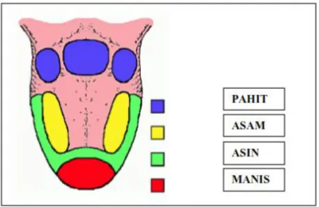 Gambar 2.2 Letak Reseptor pada lidah 