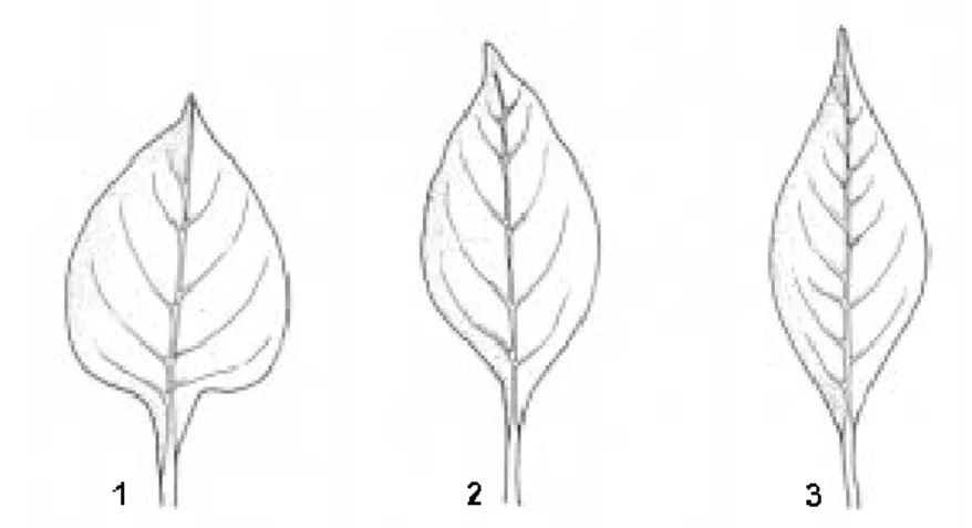 Gambar 2. Bentuk daun. 1. Deltoid (delta), 2. Ovate (oval), 3. Lanceolate  (lanset) 
