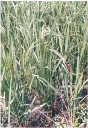 Gambar 1. Padi (Oryza sativa spp.)(Prihatman, 2000) 