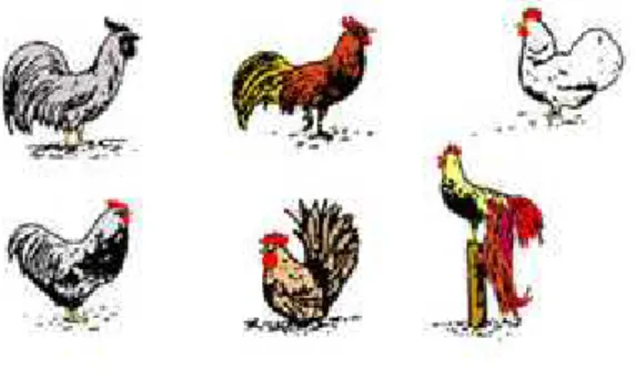 Gambar 1. Keanekaragaman gen pada ayam