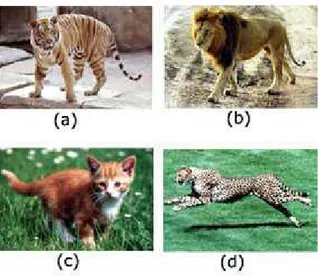 Gambar  2.  Keanek  ragaman  jenis  pada  hewan  (a)  harimau,  (b)  singan,  (c) kucing dan (d) citah.
