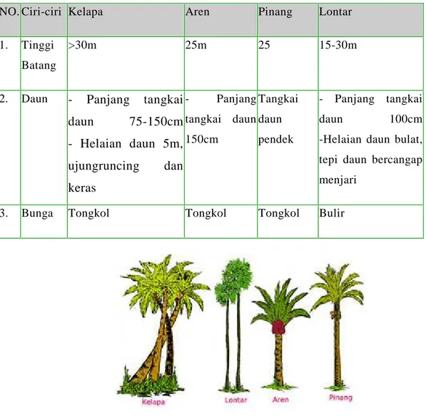 Gambar 2. Keanekaragaman pada suku Palmae