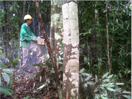 Gambar : 2. Tebang Matahari  