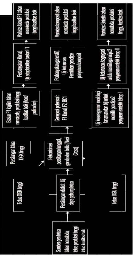 Gambar 1.Bagan skematis pemuliaan ketahanan kopi Arabika terhadap nematoda parasit. Figure 1.Scheme of breeding for resistance of Arabica coffee to parasitic nematodes.