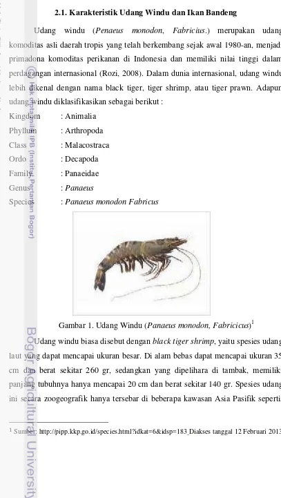 Gambar 1. Udang Windu (Panaeus monodon, Fabricicus)1 