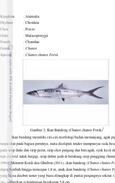 Gambar 2. Ikan Bandeng (Chanos chanos Forsk)2 