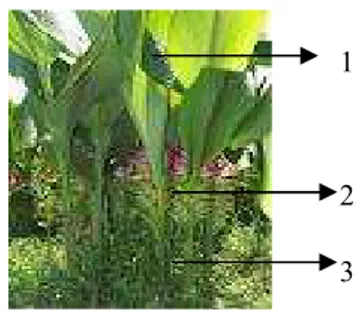 Gambar  1  Tanaman  kunyit  (Curcuma  longa  Linn.)  meliputi  daun  (1);  dan  batang (2) (foto pribadi) 