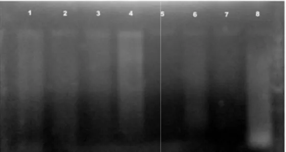 Gambar  4  Elektroforegram  pita  DNA  temulawak  C 3