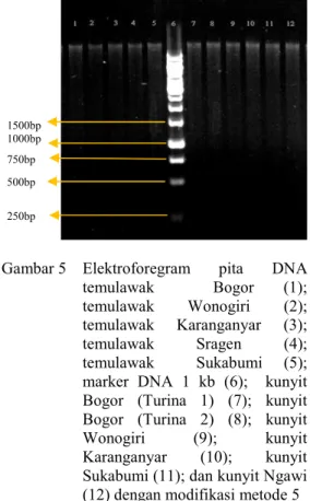 Gambar 5  Elektroforegram  pita  DNA  temulawak  Bogor  (1);  