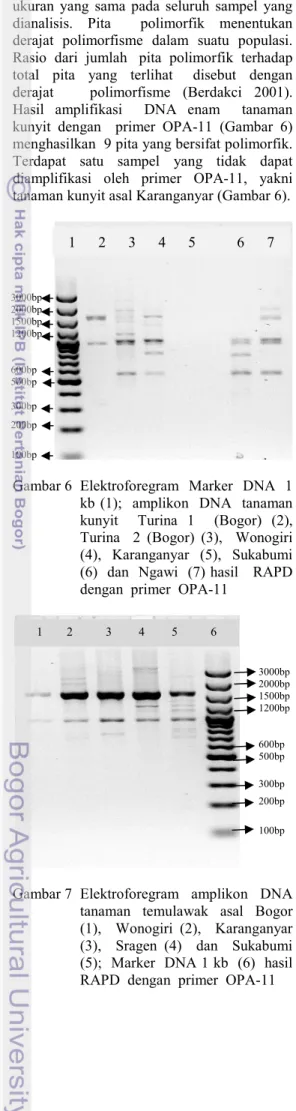Gambar 6  Elektroforegram  Marker  DNA  1  kb  (1);    amplikon    DNA    tanaman  kunyit    Turina  1    (Bogor)  (2),   Turina    2  (Bogor)  (3),    Wonogiri  (4),    Karanganyar    (5),    Sukabumi  (6)  dan  Ngawi  (7) hasil   RAPD  dengan  primer  OP