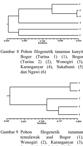 Gambar  8  Pohon  filogenetik  tanaman  kunyit  Bogor  (Turina  1)  (1),  Bogor  (Turina  2)  (2),  Wonogiri  (3),  Karanganyar  (4),  Sukabumi  (5)  dan Ngawi (6) 