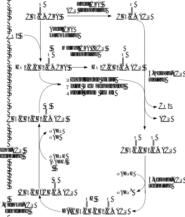 Gambar 2.  Lintasan Biosintesis Asam lemak (Weete,1980) 