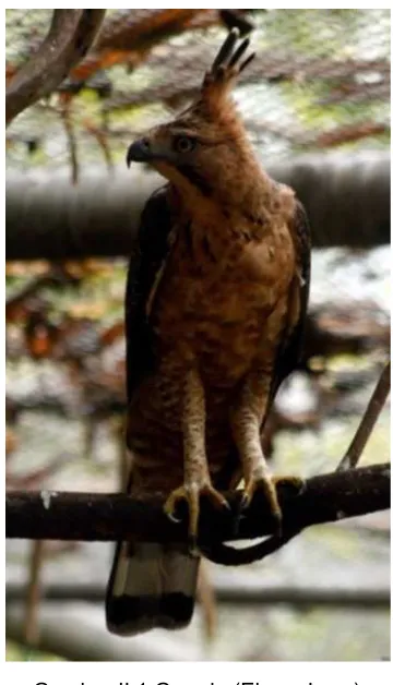 Gambar II.1 Garuda (Elang Jawa) 