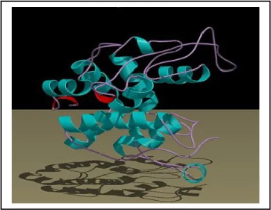 Gambar 1. Struktur pita molekul kitinase  Sumber: S EWONSUH  (2007) 
