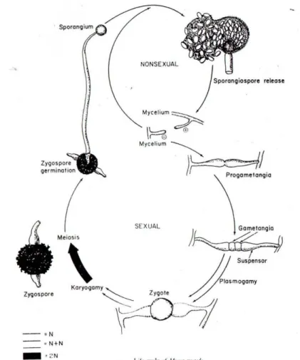 Gambar 2.2. Siklus Hidup Mucor mucedo dari kelompok Zygomycetes 