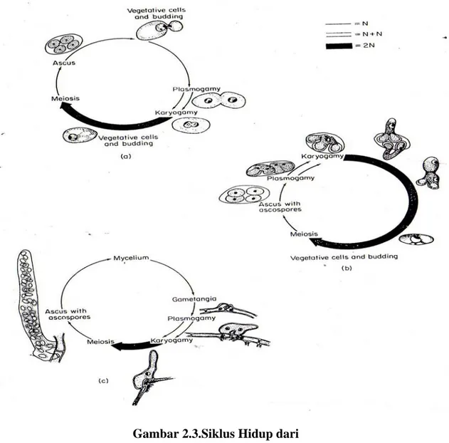 Gambar 2.3.Siklus Hidup dari  (a) Saccharomyces cereviseae  (b) Saccharomyces ludwigii  (c)  Dipodases aggregatus 
