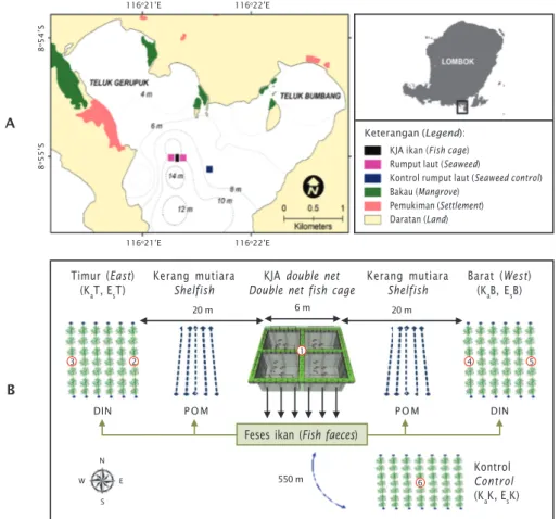Gambar 1. Lokasi penelitian di Teluk Gerupuk, Lombok Tengah, Nusa Tenggara Barat (A) dan desain budidaya laut berbasis IMTA (B)