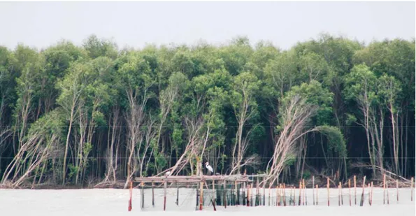 Gambar 2.  Kawasan mangrove di Desa Margasari yang menghadap ke laut  didominasi   jenis api-api (Avicennia spp) 