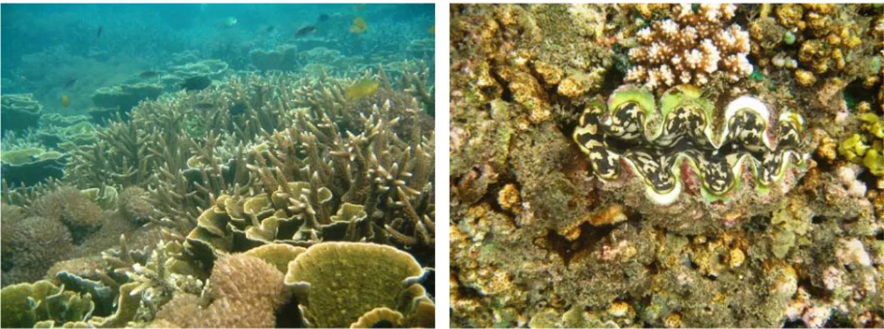 Gambar 5.  Terumbu karang dan kimah raksasa di Selat Siuncal 