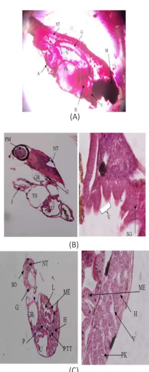 Gambar  1.  Perkembangan  saluran  pencernaan  larva  ikan betok (Anabas testudineusi