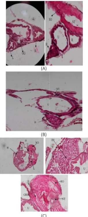 Gambar  2.  Perkembangan  saluran  pencernaan  larva  ikan  betok  (anabas  testudineus