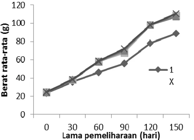 Gambar 1.  Pertumbuhan  ikan  kerapu  sunu  dengan  frekuensi  pemberian   pa-kan  yang  berbeda  (1/1,  2/1,  3/1,  4/1) selama 150 hari masa  peme-liharaan