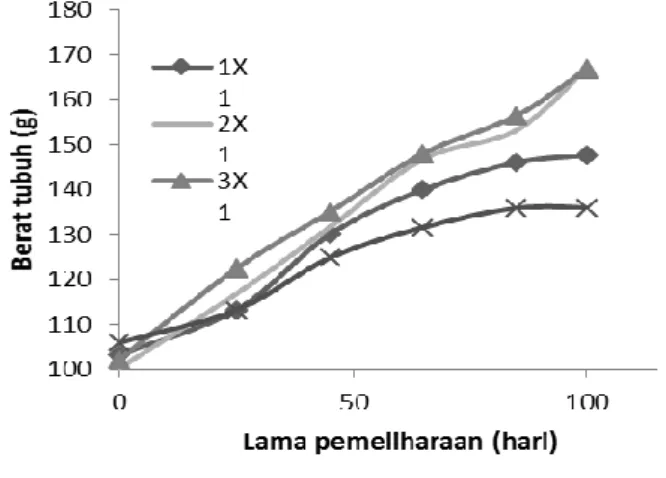 Gambar 2.  Pertumbuhan  ikan  kerapu  sunu  dengan  frekuensi  pemberian   pa-kan  yang  berbeda  selama   peme-liharaan