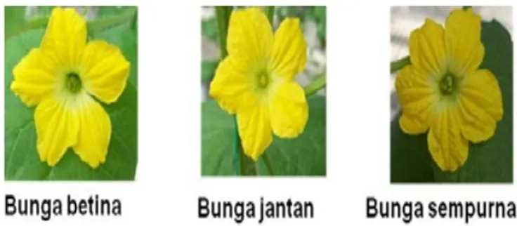 Gambar 1. Bunga Betina, Bunga Jantan,   Dan Bunga Hermaprodit Pada Tanaman Melon MG 3