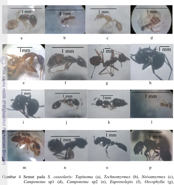 Gambar  4  Semut  pada  S.  caseolaris:  Tapinoma  (a),  Technomyrmex  (b),  Neivamyrmex  (c),  Camponotus sp1  (d),  Camponotus  sp2  (e),  Euprenolepis  (f),  Oecophylla  (g),  Polyhachis  sp1  (h),  Polyhachis  sp2  (i),  Cardiocondyla  (j),  Crematogas
