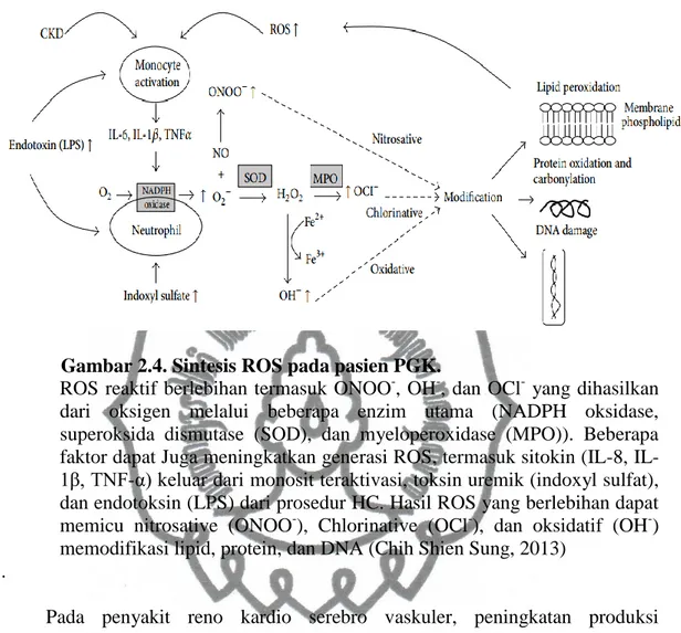 Gambar 2.4. Sintesis ROS pada pasien PGK.  