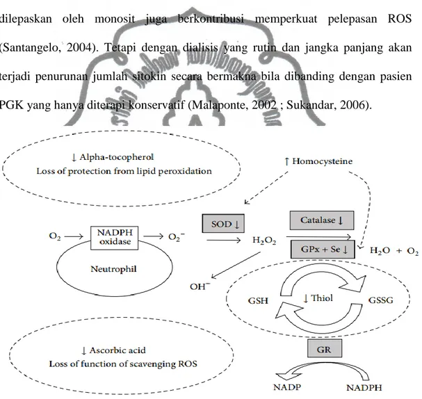 Gambar 2.5. Gangguan Sistem Antioksidan Pada Pasien PGK.  