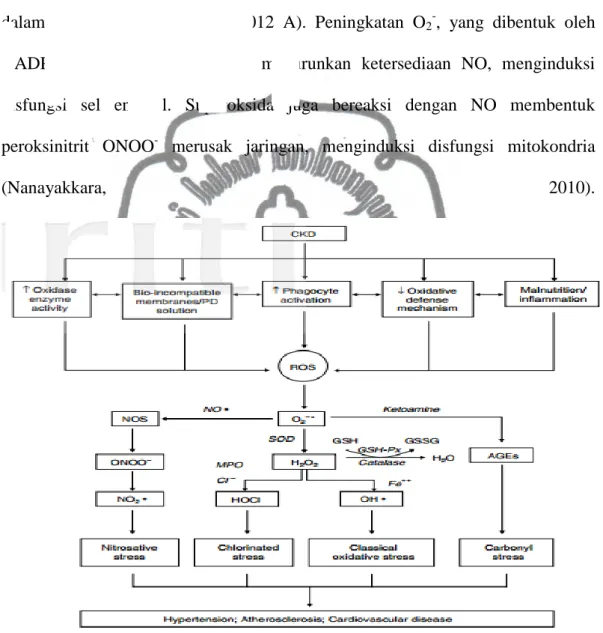 Gambar 2.6 Stres oksidatif pada PGK.  