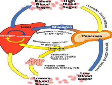 Gambar 2. Metabolisme Glukosa 