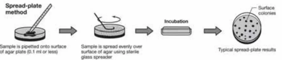 Gambar 3. Spread plate method (Sumber: Madigan dkk., 2009)  Pengujian dengan metode agar difusi keping secara umum menggunakan  metode  Kirby-Bauer