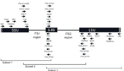 Gambar 6. Regional ITS pada ribosom nukleus (Sumber: Toju dkk., 2012)  Keterangan: SSU (Short Sub Unit), LSU (Long Sub Unit), 5,8S (konservatif  sekuens dari 5,8S ribosomal), ITS (Internal Transcribed Spacer), NSA3/NLC2  (outer nested primer), NSI1/NLB4 (i