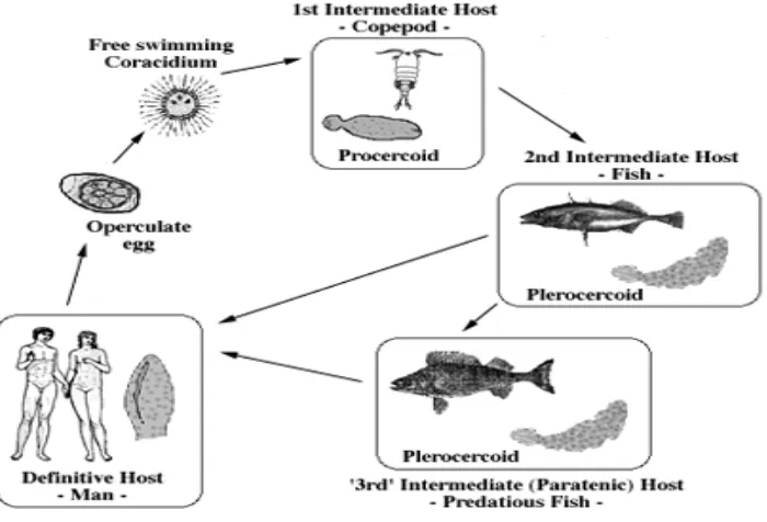 Gambar 3. Siklus hidup Diphylobothrium latum  