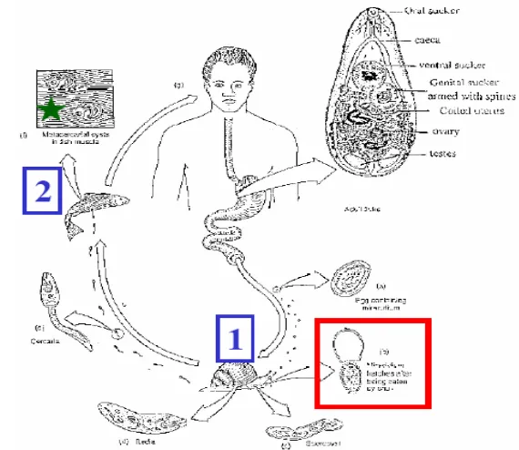Gambar 5. Siklus hidup H. heterophyes (Al-Ozaimi 2006) 