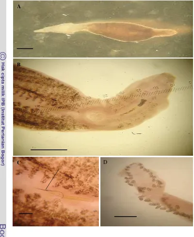 Gambar 12.  Microcotyle sp. yang ditemukan pada  insang ikan tenggiri di lokasi 
