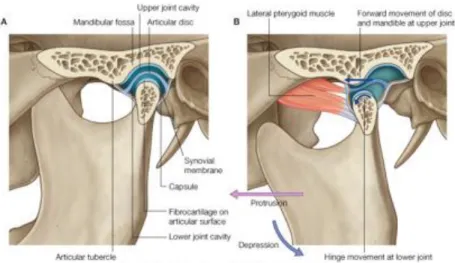 Gambar 1: Anatomi sendi temporomandibula: A. saat posisi rahang terutup,  processus condylaris mandibula menempati posisis sentral dari fossa  mandibularis ossis temporalis; B