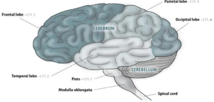 Gambar  2.1.  Bagian-bagian  Otak  (CDC, 2004). 