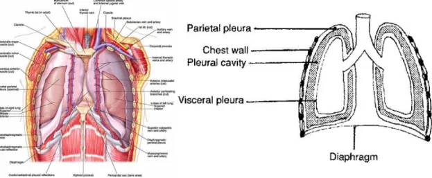 Gambar 2 . Skematik anatomi dinding dada.  