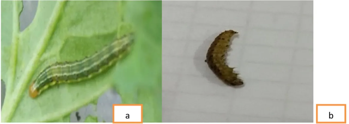 Gambar 1.  Larva C. pavonana setelah aplikasi (a). Larva C. pavonana yang masih hidup  dan  (b)  larva  C