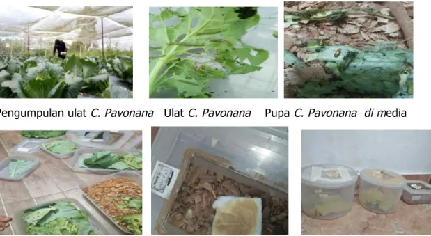 Tabel 1.   Rata-rata waktu awal kematian larva C. pavonana setelah pemberian beberapa  konsentrasi ekstrak akar tuba 50 WP (jam) 