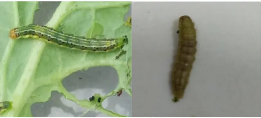 Gambar 1. Perbedaan larva C. pavonana yang sehat dan yang mati (a) larva yang sehat  dan (b) larva yang mati setelah pemberian ekstrak akar tuba 50 WP