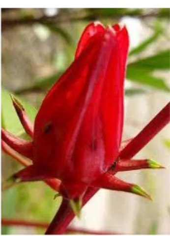 Gambar 2. Rosella Merah 