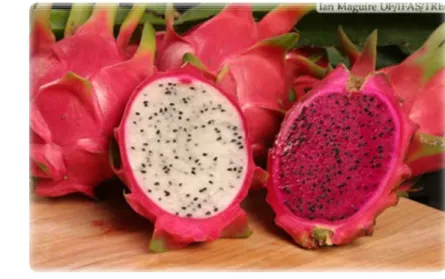 Gambar 1. Buah naga putih (Hylocereus undatus) dan buah naga merah (Hylocereus polyrhizus) 