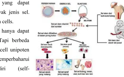 Gambar 8 Stem Cell (Sumber: dribnusina.com )