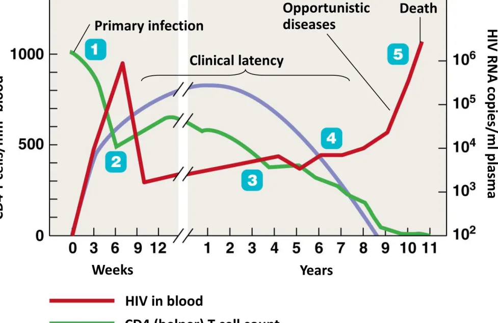Figure 18.19 The course of AIDS 