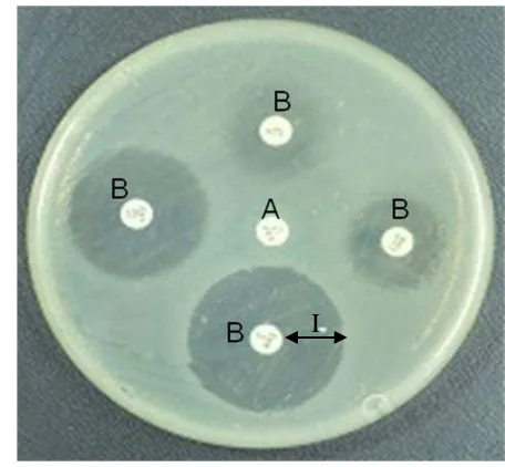 Gambar 3   Salmonella spp. yang resisten terhadap antibiotik yang diisolasi (A. 